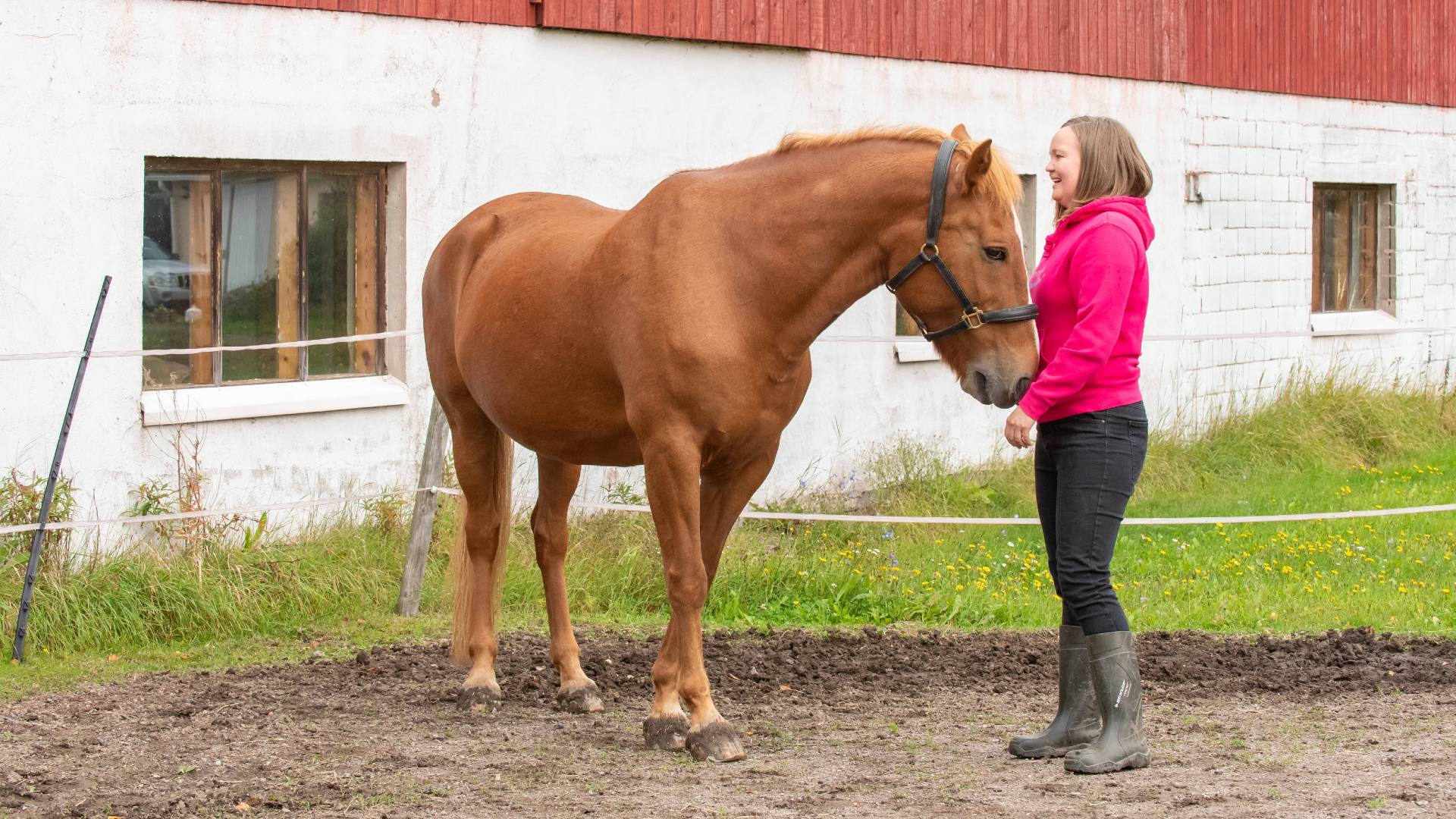 hevosen kouluttaminen